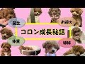 マイクロティーカッププードル?成長が止まるまでの記録【トイプードルのコロン】
