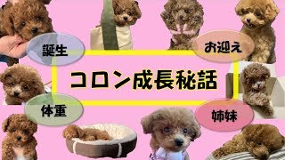 愛犬ティーカッププードルの人気動画ランキングベスト7を紹介 愛犬ティーカッププードルの人気動画ランキングベスト7を紹介