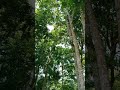 Sunny Tropical Morning: Exotic Bird Songs 🦜☀️ #naturesounds #asmr #relaxing #relaxingvideo