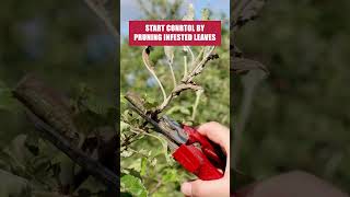 The Quick &amp; Easy Guide to Leaf Miners! [DIY Pest Control]