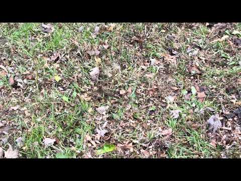 John Deere Piranha 44 Mower Deck