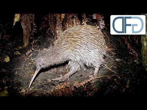 Video: Tiere Neuseelands: Beschreibung und Foto