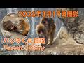 パンチくん 日記【2026年3月19日】市川市動植物園 Punch the monkey