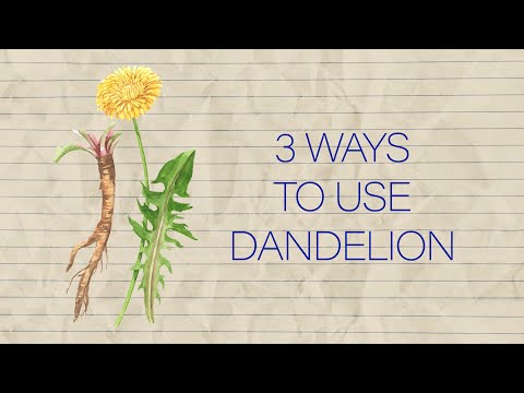 Herb Notes: The Medicinal Benefits of Dandelion