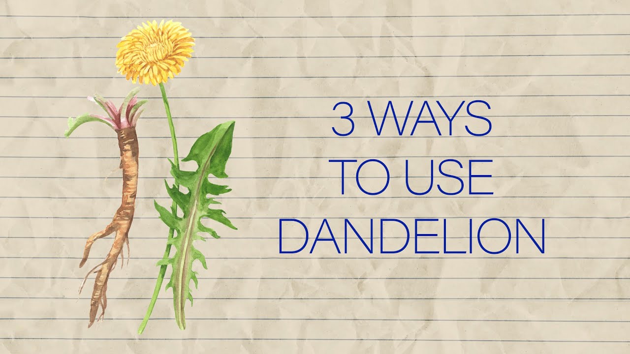 Herb Notes: The Medicinal Benefits of Dandelion