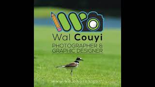 Logo Walcouyi Photographer Graphis Designer Anime