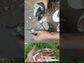 PISAU KHAS TRADISIONAL SEUMATERA BARAT