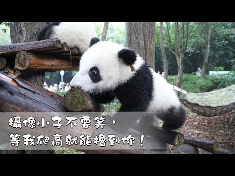 《熊貓早晚安》攝像小子不要笑，等我爬高就能擼到你！| iPanda