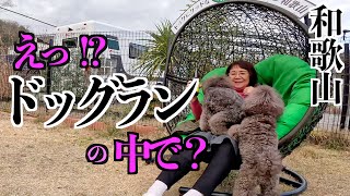 Paradise! A wonderful experience with my dogs at Wakayama dog park in Japan. by かずねぇと犬達のキャンピングカー旅 46,091 views 2 months ago 26 minutes