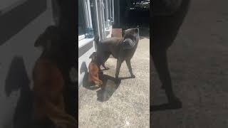 DOG FIGHT chihuahua V sharpei