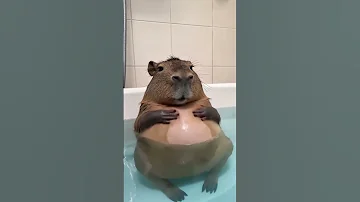 Kapibara Rubbing His Belly Kapibara Shorts Aifusion 