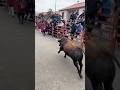 Toro Del Antruejo Ciudad Rodrigo 01 03 2025 Toro Del Antruejo Ciudad Rodrigo 01 03 2025