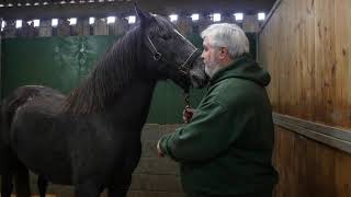 First Groundwork Session with a Nervous Mare