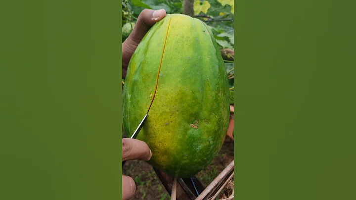 Viral papaya #papaya