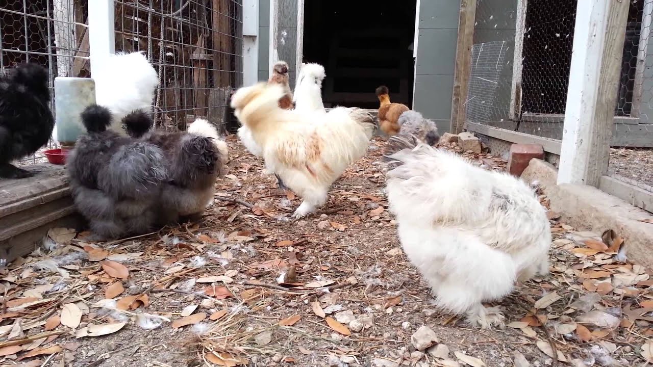 goat yoga Silkie Chickens in Coop: Young White Roosters