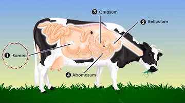 ¿Cuál es la función de los 4 estomagos de la vaca?