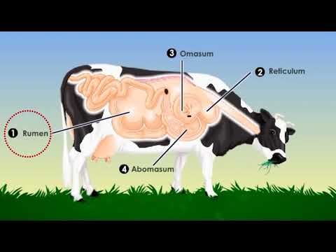 El sistema digestivo de la vaca