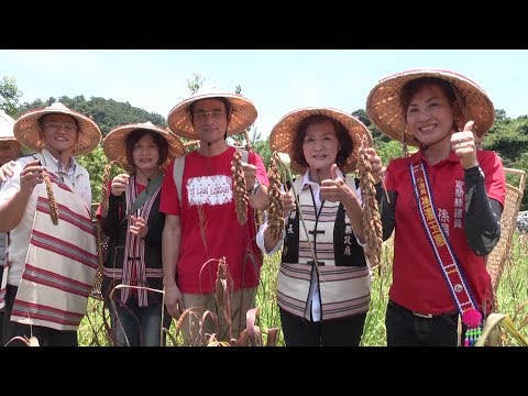 原住民族小米收割文化祭  傳承文化與發揚