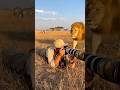 HE DOESN’T SEE IT! Massive Lion Sneaks Up On Photographer 🦁😱
