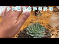 必修課多肉植物  多肉渡夏中三個問題與解決方法PART.2  MC Succulent plant Vlog【 MC多肉園 】
