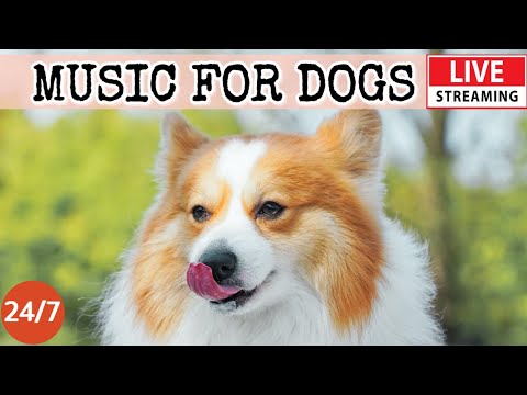 Dog MusicCalming Music For Dog Deep SleepSeparation Anxiety Music For Dog Relaxation5