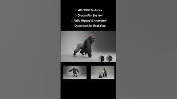 Silverback Gorilla Character  | 4K Textures + Groom Fur + Animations #animal #vfx  #blender #model