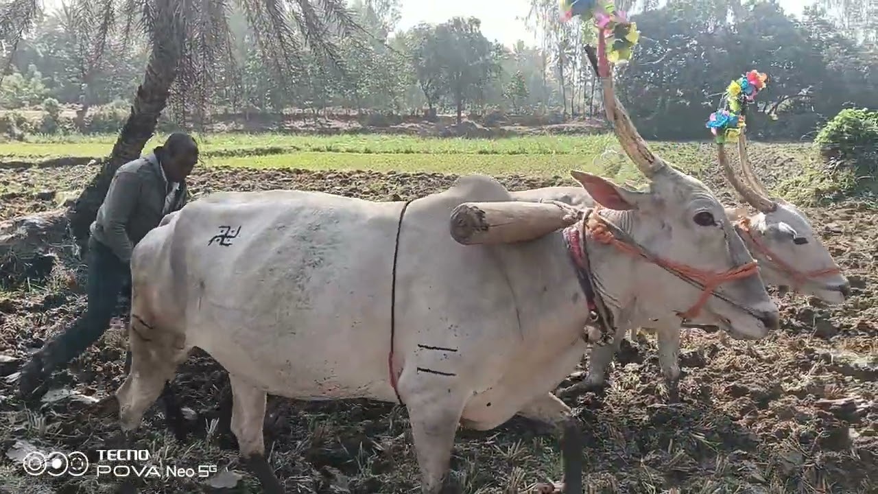 ಮಂಡ್ಯ ಜಿಲ್ಲೆ ರೈತರ ಊರು ರೈತ ದ್ಯಾವಯ್ಯ ಉಳುಮೆ ಮಾಡುತ್ತಿರುವ 25 ವರ್ಷದ ಸಾಧನೆ 