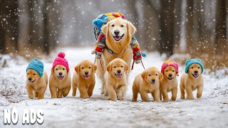 видео: ТВ для Собак смотреть🌈🐕12 Часов Успокаивающая & Антистресс Музыка | Расслабление Питомца|Без Рекламы картинка: ТВ для Собак смотреть🌈🐕12 Часов Успокаивающая & Антистресс Музыка | Расслабление Питомца|Без Рекламы