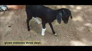 accidental two limbs fracture in goat how vet corrected and relieved  severe pain/fractures in goat