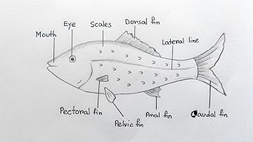 How to Draw Label diagram of Fish easily | how to draw fish level diagram |Fish drawing step by step