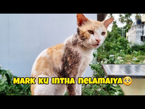 😾Mark | This time he is looking very dangerous🤯 | Touch pannave bhayama iruku🥺 #cat #shorts