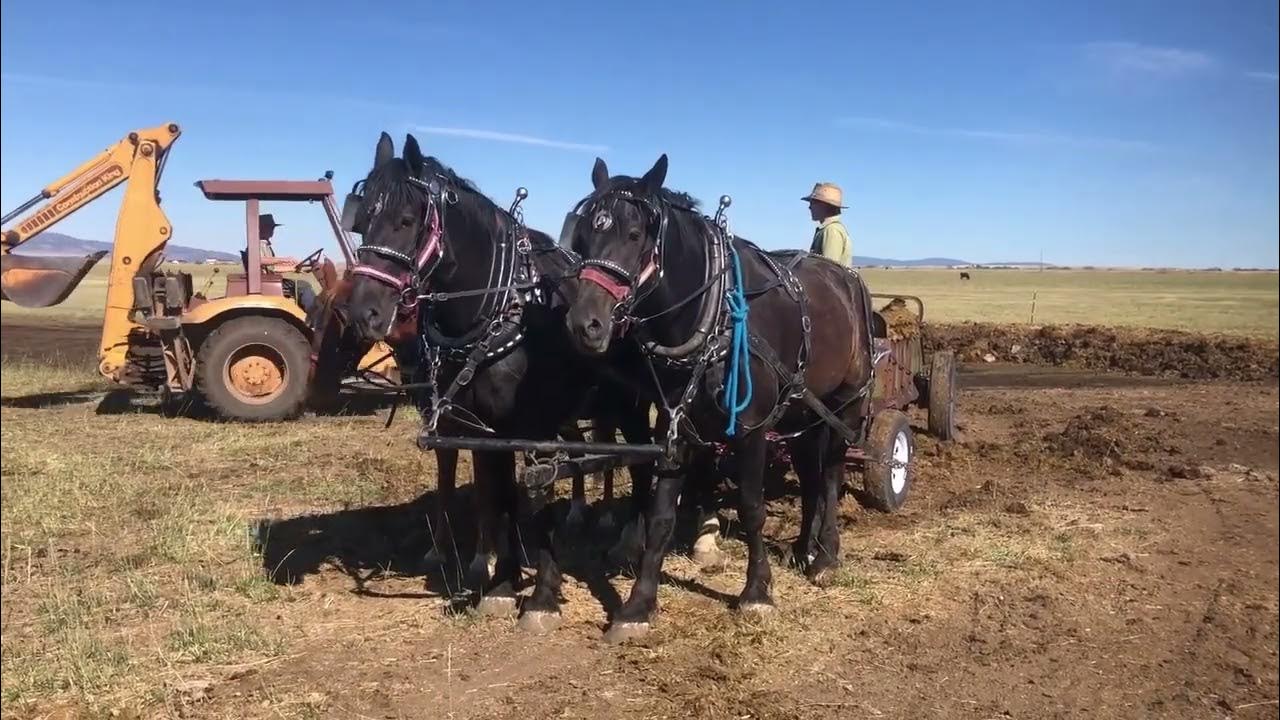 Hip 155 & 156 Bob & Bill Selling at Colorado Draft Horse Auction on Oct 1, 2022 in Brighton