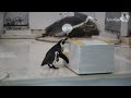 おたる水族館 ペンギンショー おフネちゃんは頑張った!