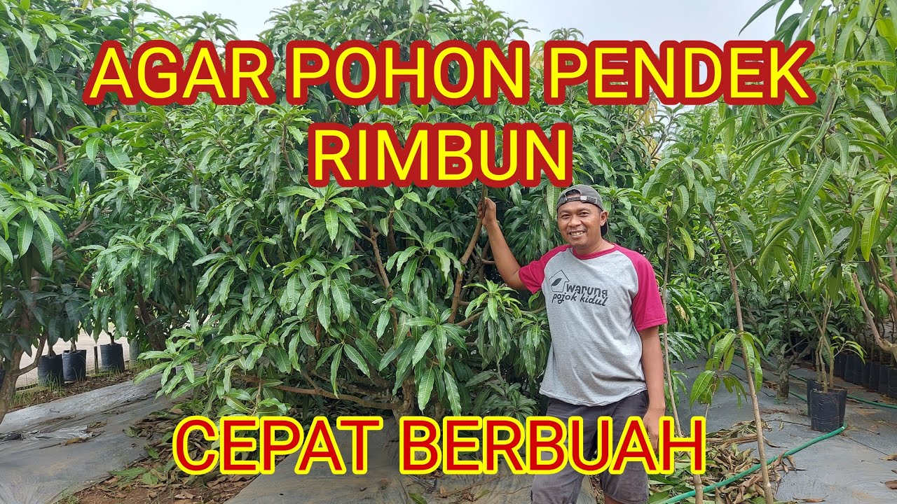 CARA CEPAT BUAT BUAT POHON MANGGA PEDEK, RIMBUN, DAN BERBUAH