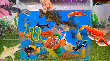 Tổng hợp cá cảnh đẹp, động vật dễ thương, cá tàu ngầm, tôm, cá trê, cá sấu, cá kim ngân