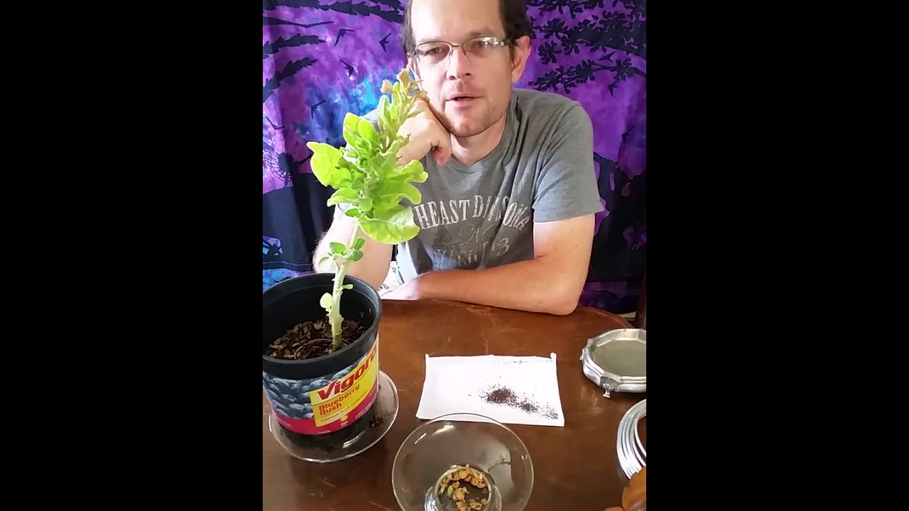 Zombie Apocalypse Gardening #3 (Growing Tobacco for trade goods)