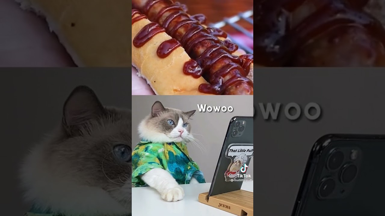 Kedi Reis Yemek tarifleri en yeni tiktok videosu #3 #cat #shorts