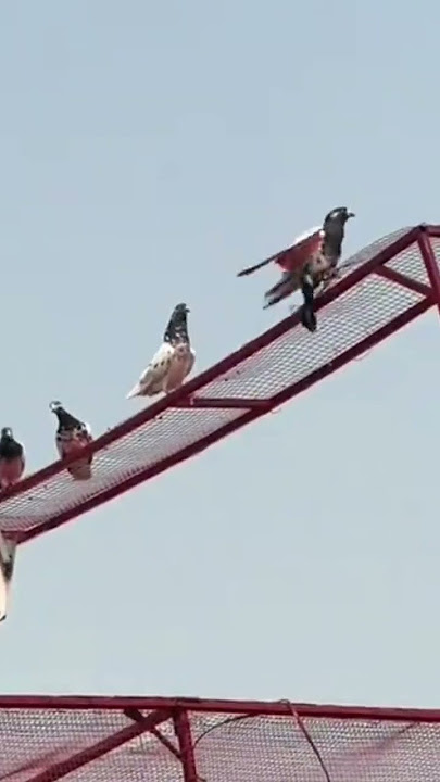 🥵🏆🕊️Kabootar's spectacular landingLook at the effect of flight!#kabootarbazi#pigeon #shorts'