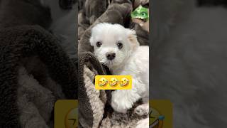 ツンデレに育つとこうなる🤣🤣🤣#shorts #可愛い犬 #マルチーズ