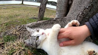 お腹を丸出しにして甘えるサバシロ猫