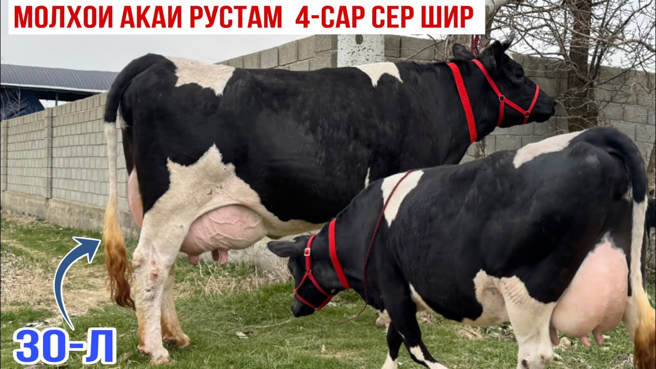 МОЛҲОИ АКАИ РУСТАМ 4-САР МОЛҲОИ СЕРШИР 3 марта 2026 г.