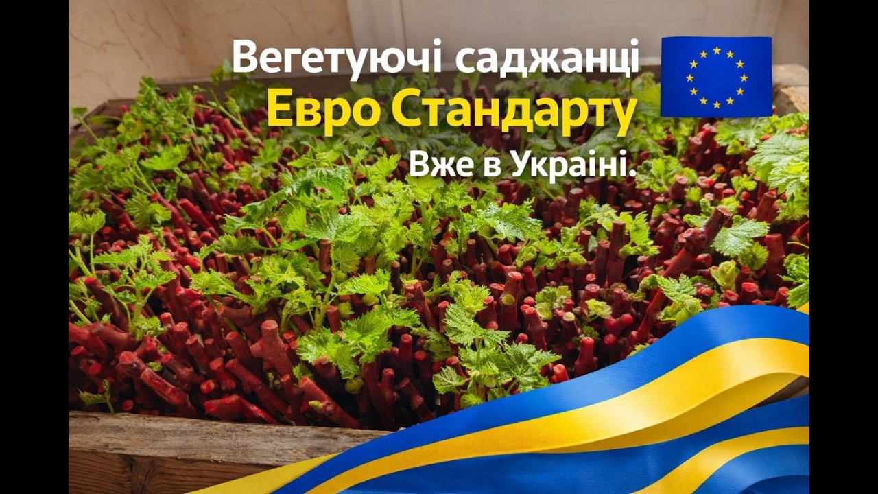 Вегетуючі саджанці Евро Cтандарту вже в Україні