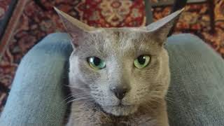 Bleary-eyed Russian blue cat. Waky Waky! by Let my cat sleep 92 views 3 years ago 58 seconds