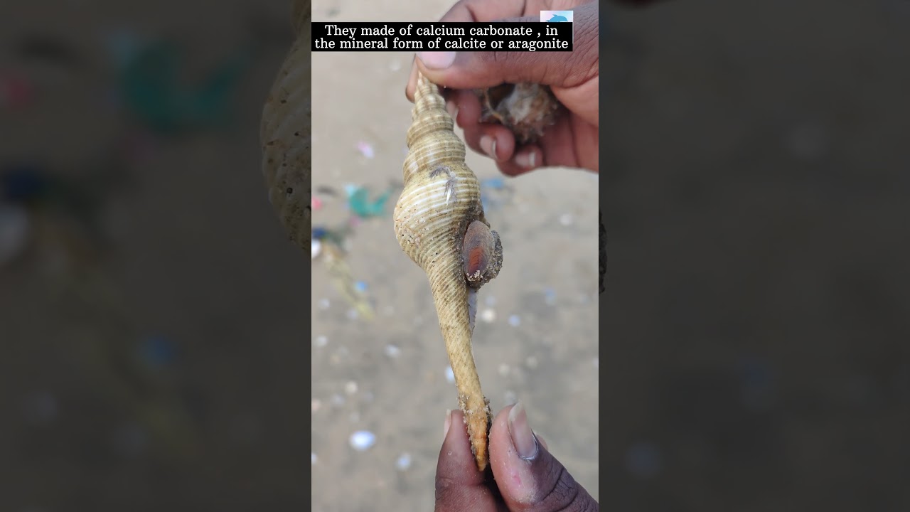 How do sea shells formed.? 