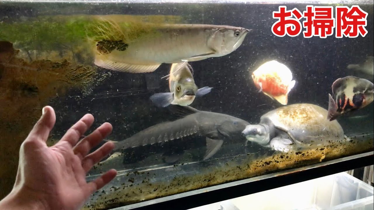 アロワナのお供に!!コケ取り能力抜群 コケ取り番長!!27cm アロワナのお供に!!コケ取り能力抜群 コケ取り番長!!27cm