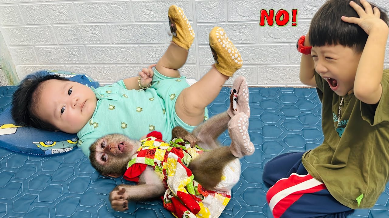 Милая поза обезьянки Дианы и малыша, лежащих неподвижно, чтобы Рома мог надеть носки, когда холодно