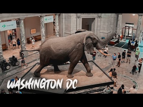 Video: Washington, D.C. Cerezos: la guía completa