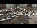 Армянский бойные шейки🕊️