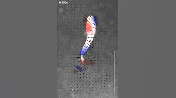 PIV Analysis of Body-Caudal Fin Swimming Larval Zebrafish