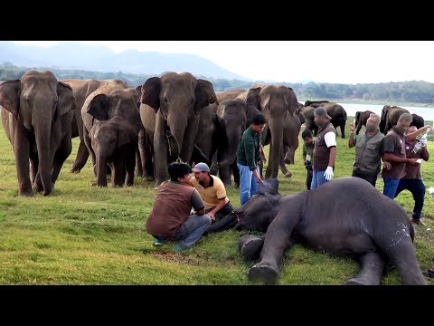 Elephants get rapid medical treatment for their sickness | lifesaving medical care for elephants